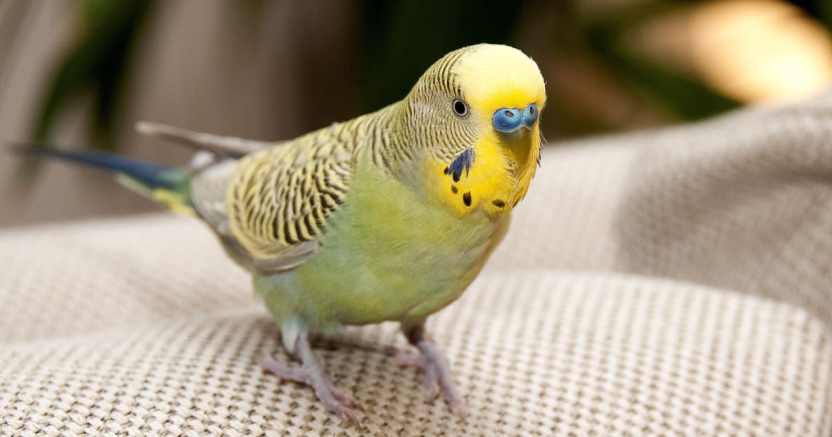 Iowa Man Builds Mini Sub So His Parakeet Can Dive With Him