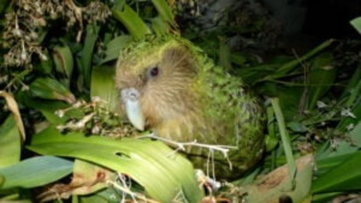Zoo Saves Rare Monkey's Foot, She Becomes a Mom Again - Image 2