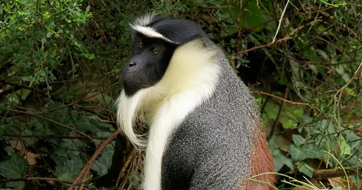 Masaya, a brown roloway monkey with distinctive white beard, sitting at Chester Zoo