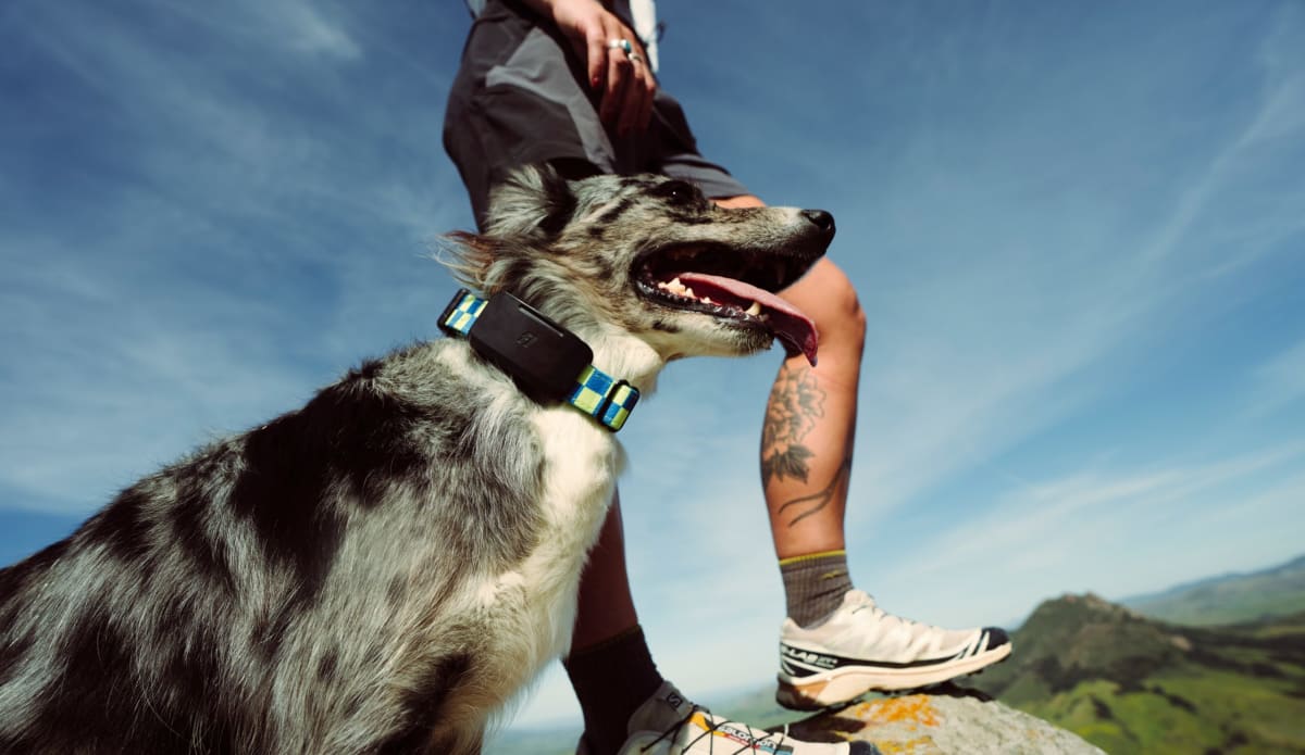 Dog Tracker Uses Starlink to Work Anywhere in the U.S.