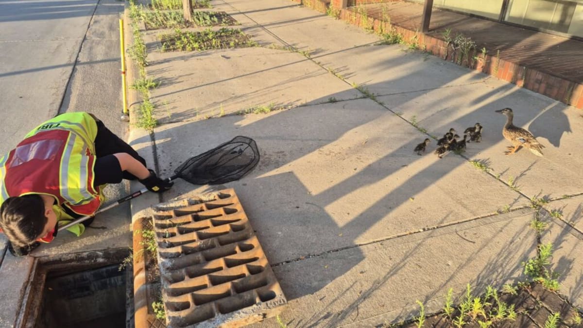 Stevens Point Firefighters Free 8 Ducklings From Drain - Image 2