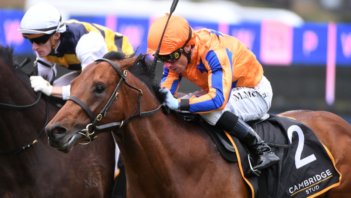 From NZ Stables to World's Richest Horse Race - Image 2