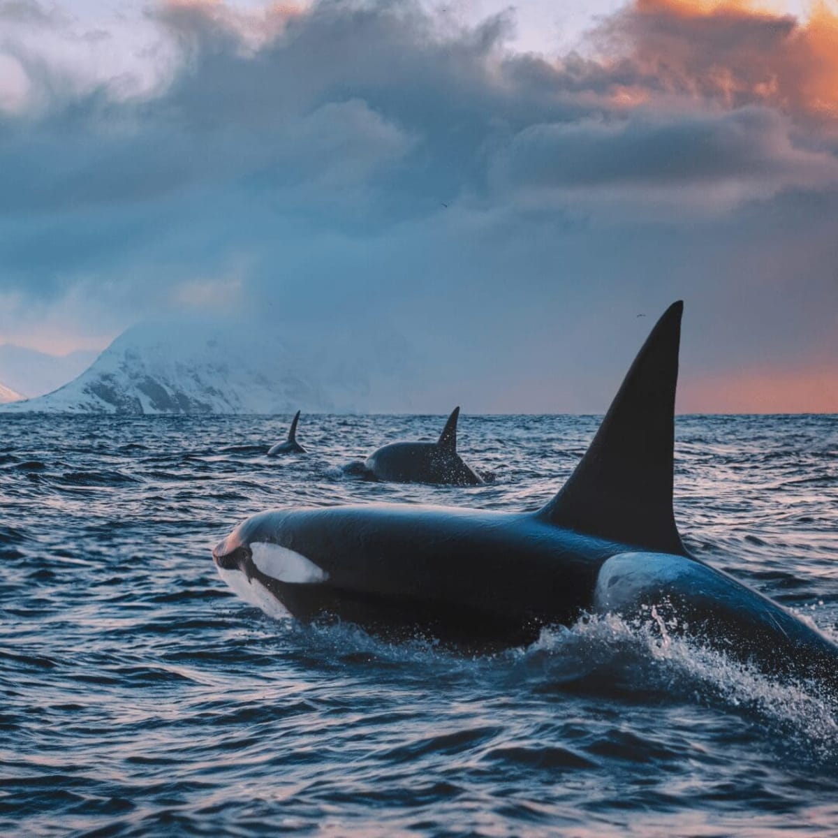 Campaign Launches to Save Canada's Last 75 Killer Whales