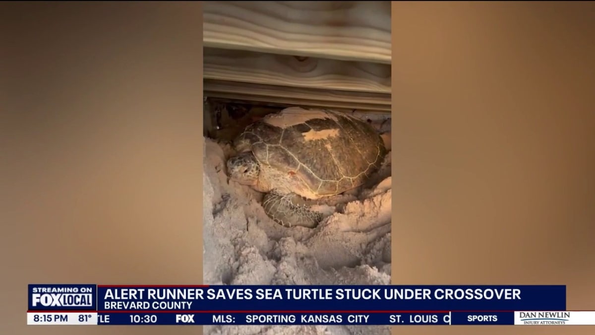 Runner Saves Trapped Sea Turtle at Florida Beach - Image 3