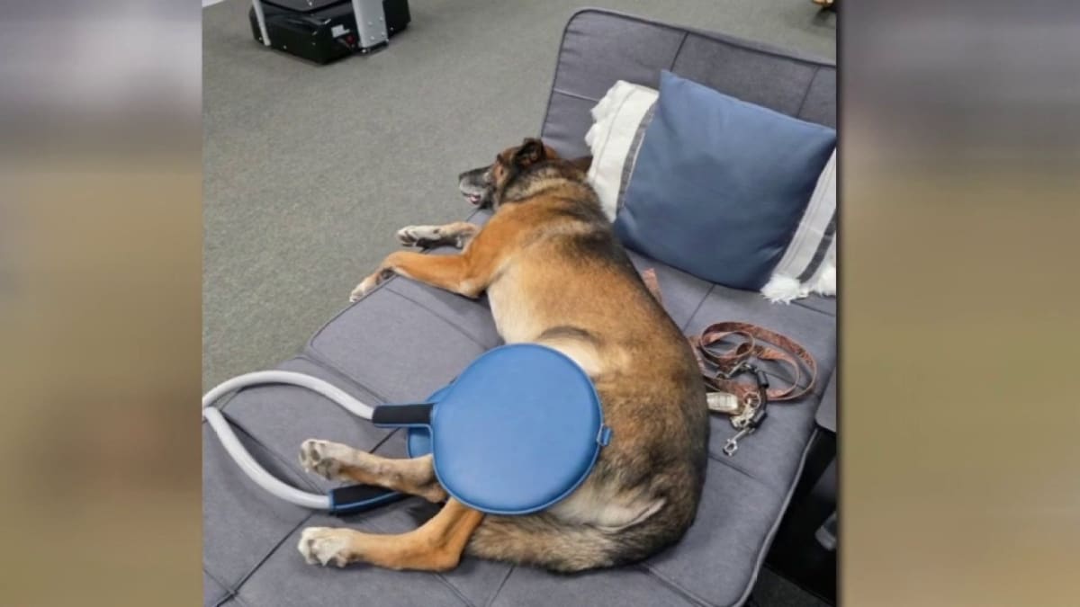 Retired Police Dogs Get Free Pain Relief in Florida - Image 3