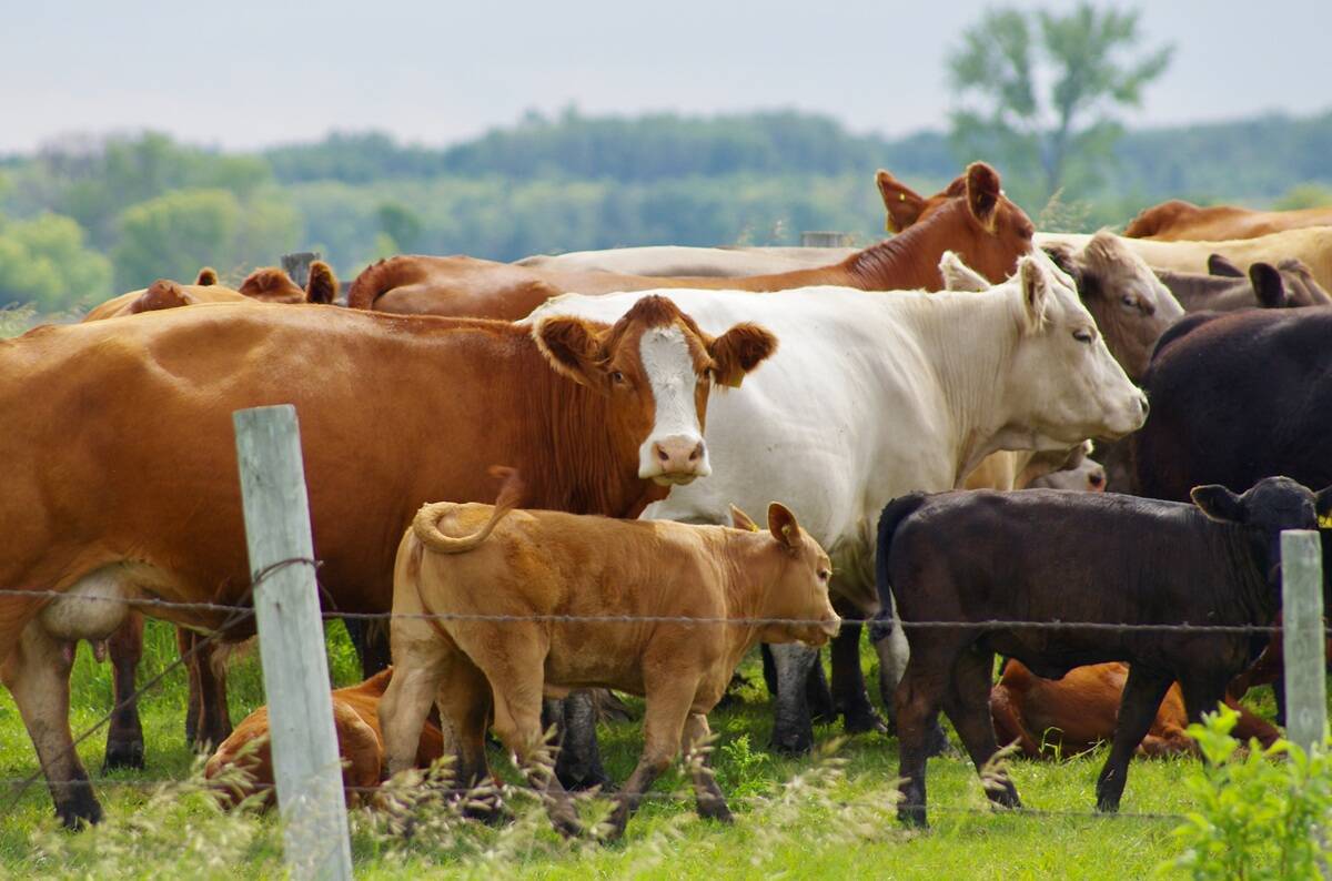 Canadian Scientists Create First TB Vaccine for Cattle