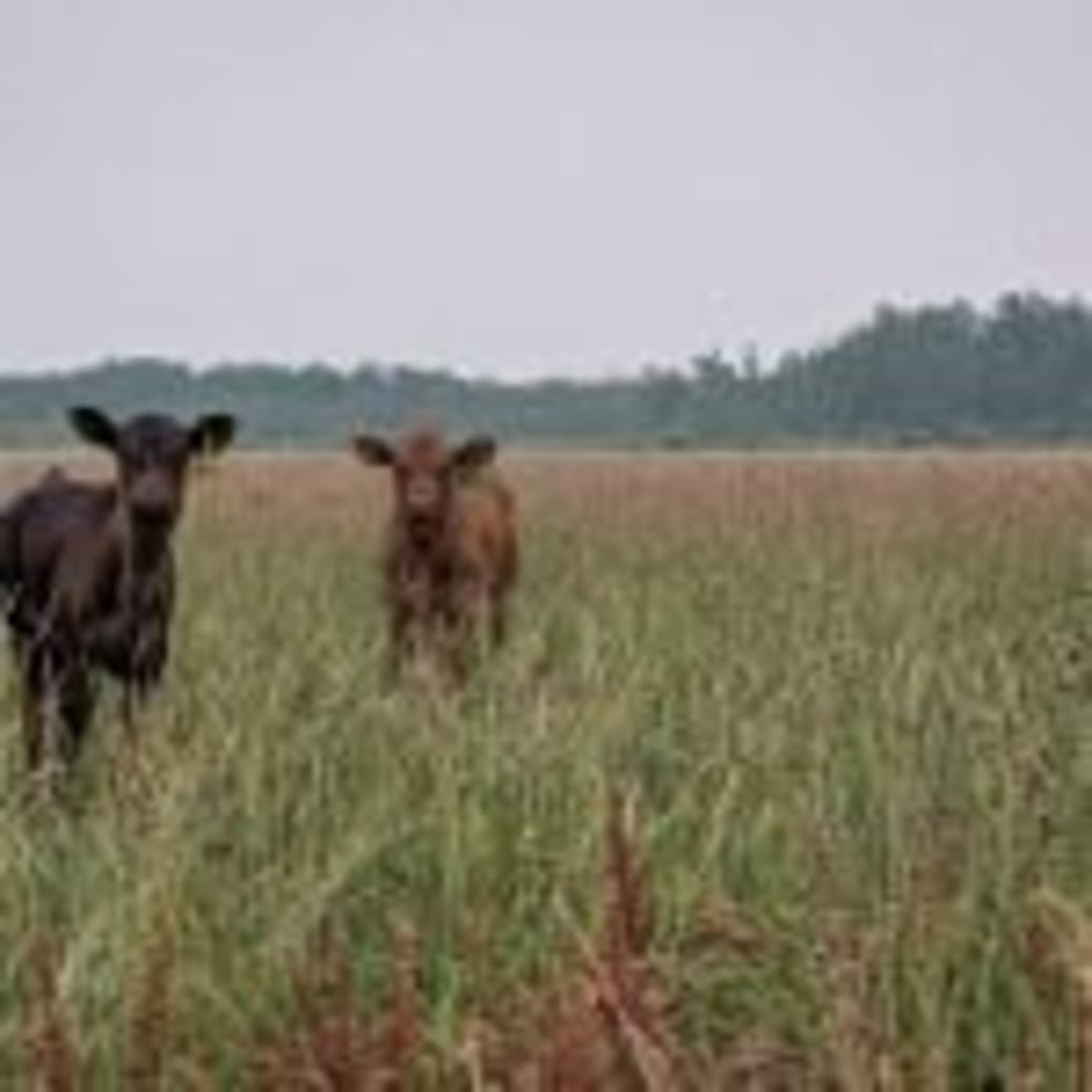 Canadian Scientists Create First TB Vaccine for Cattle - Image 4