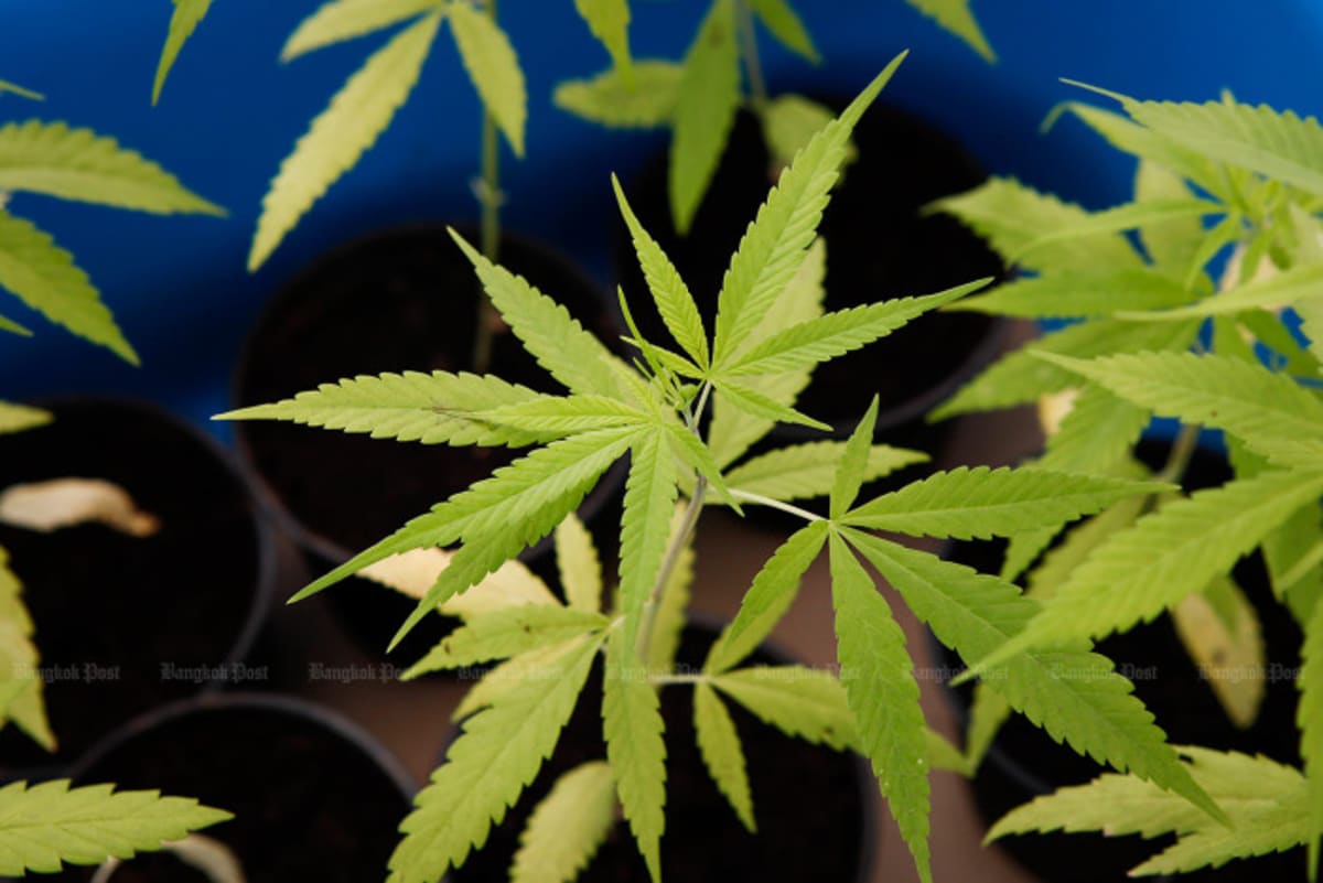 Cannabis dispensary storefront in Thailand preparing for transition to medical clinic operations