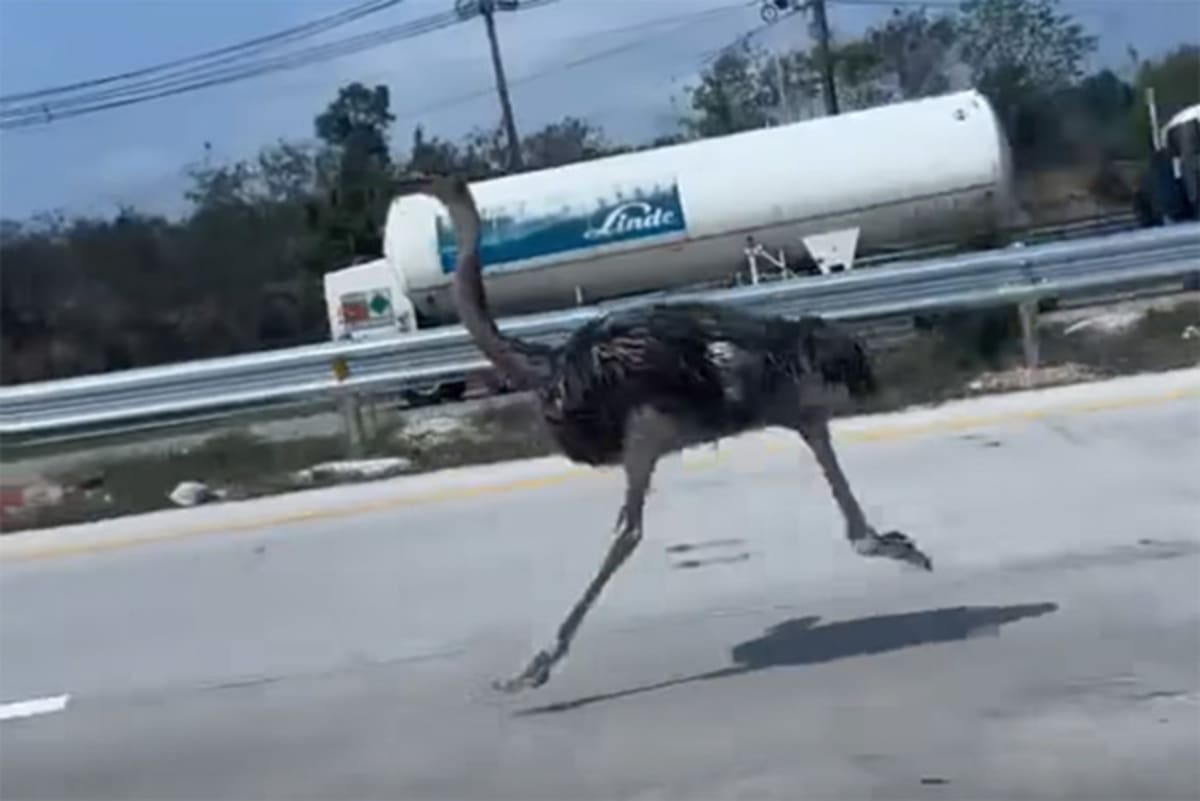 Ostrich running alongside cars on busy Highway 36 in Chon Buri, Thailand