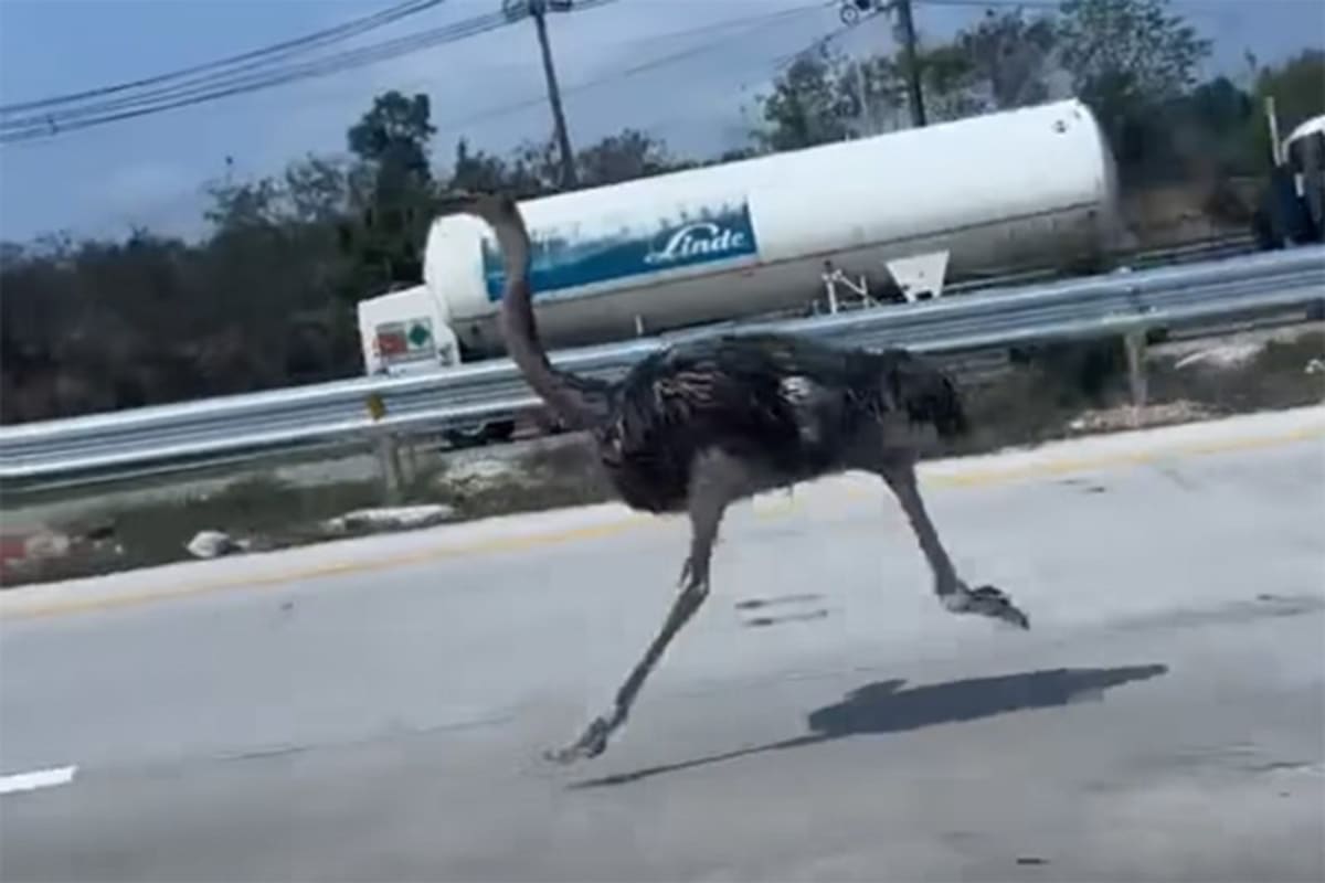 Runaway Ostrich Jogs 10km on Thai Highway, Gets Safe Return - Image 2