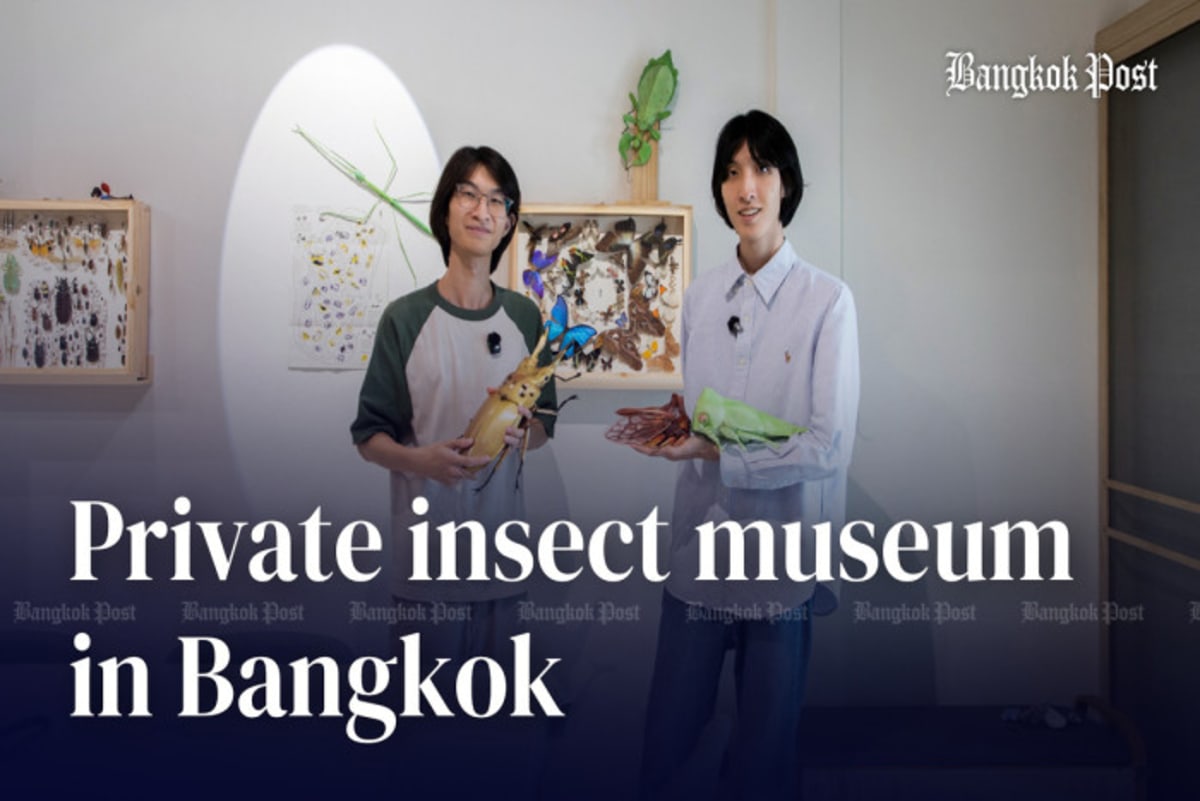 Bangkok Brothers Open Insect Museum to Save Urban Nature