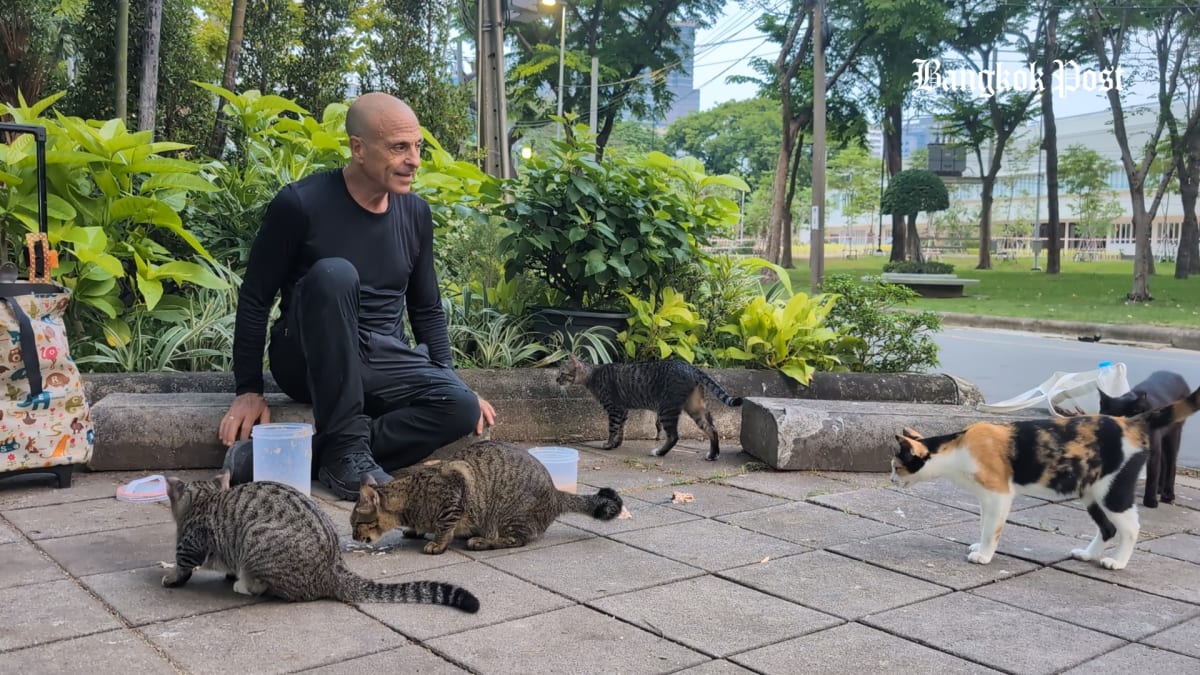 Retired Californian Feeds Bangkok's Stray Cats Every Day - Image 4
