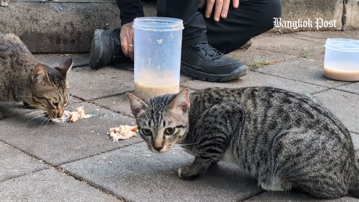 Retired Californian Feeds Bangkok's Stray Cats Every Day - Image 5