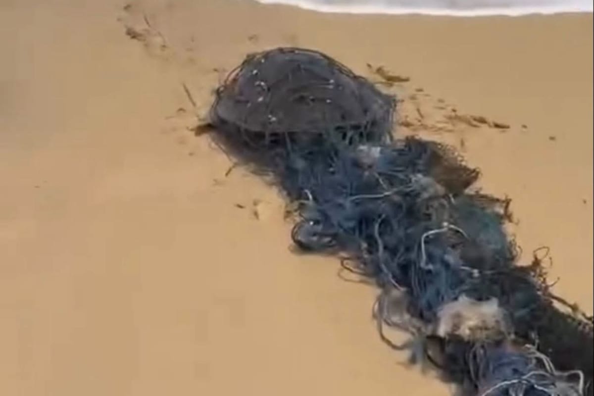 Lifeguard Saves Entangled Sea Turtle in Phuket - Image 3
