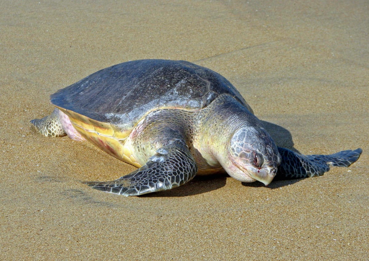 Lifeguard Saves Entangled Sea Turtle in Phuket - Image 4