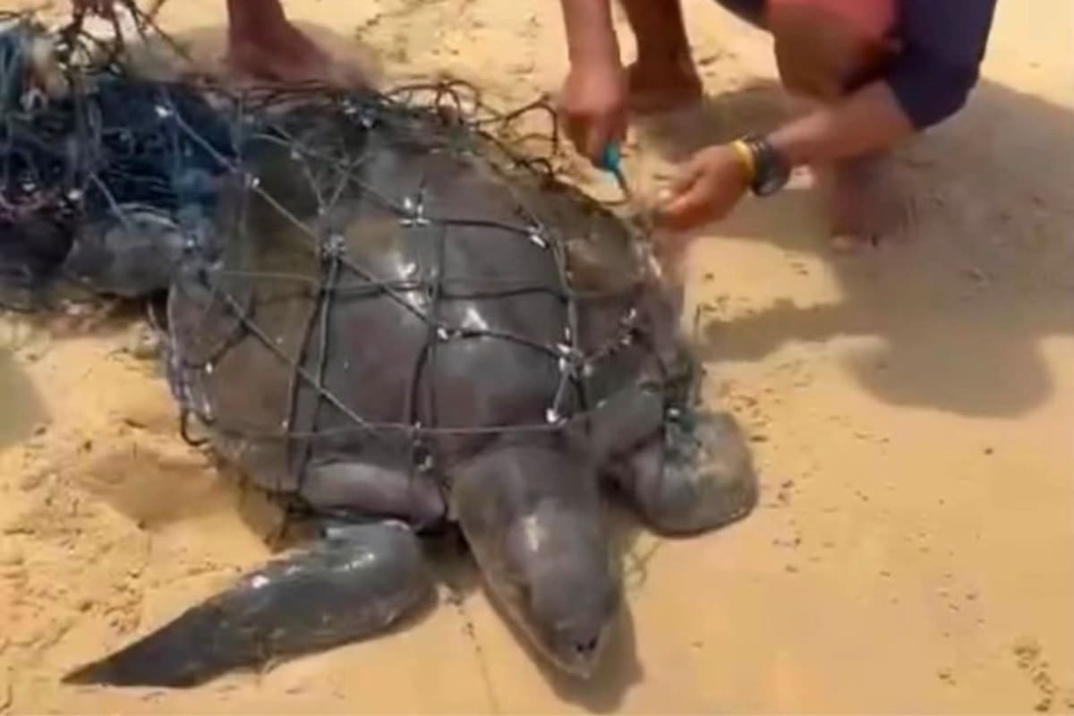 Lifeguard Saves Entangled Sea Turtle in Phuket - Image 2