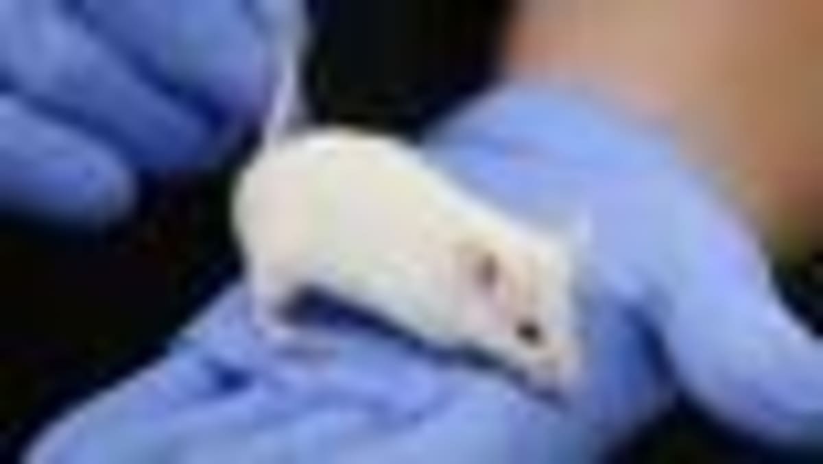 Scientists Find Immune Defense Centers in Skull Bone - Image 2