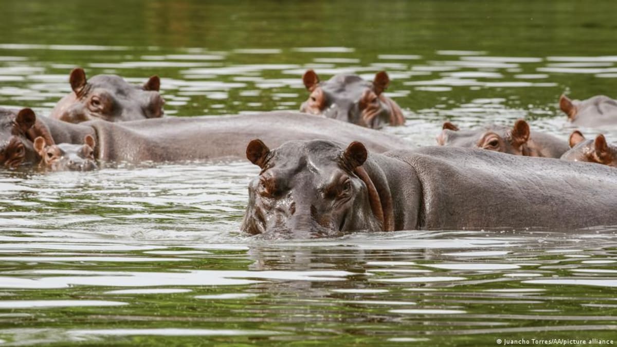 Colombia Tackles Escobar's 200 Wild Hippo Problem