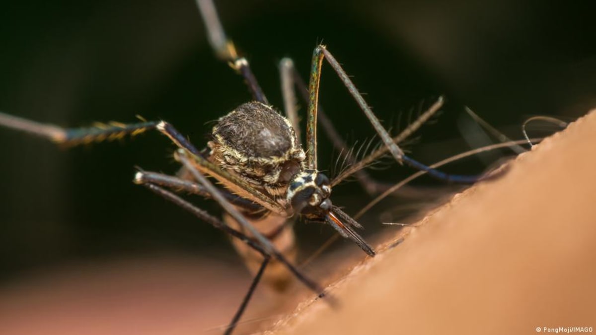 ** Close-up of Aedes aegypti mosquito, invasive species targeted by Google's disease prevention program