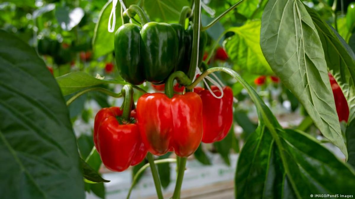 Dutch 'Crop Gym' Tests Plants for Climate Resilience