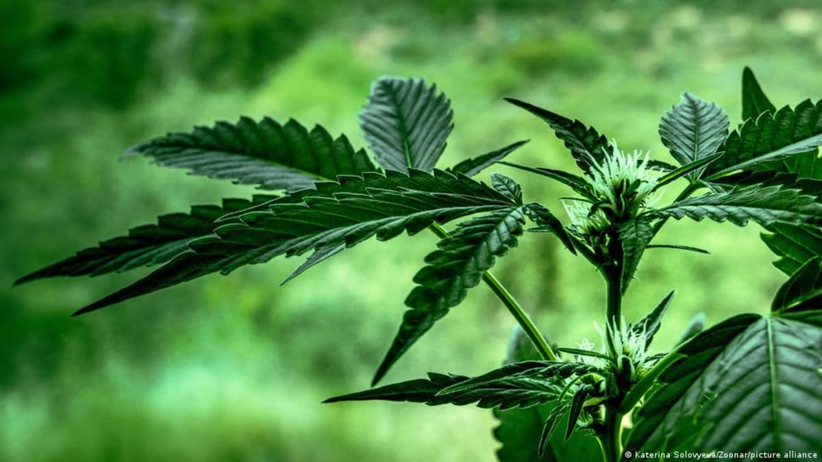 Cannabis plants growing naturally in Nepal's mountainous Gandaki province region