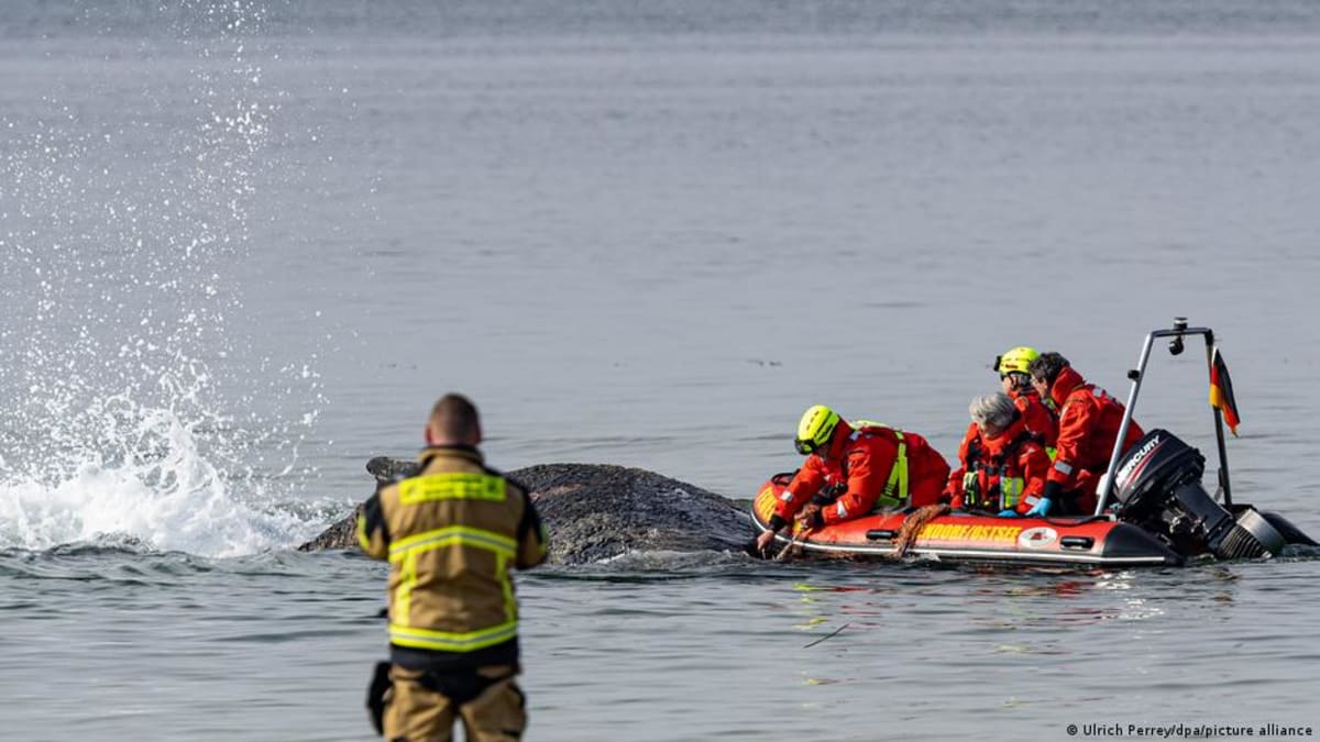 Humpback whale's back visible above shallow water near German beach awaiting rescue