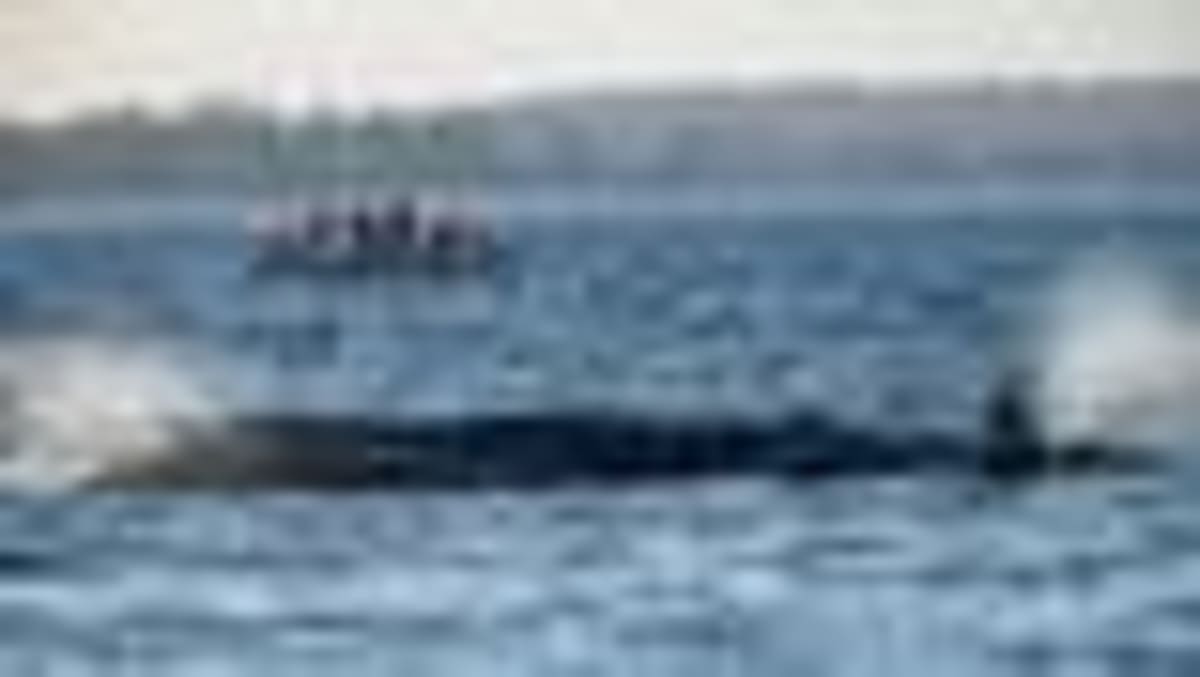 Stranded Humpback Whale Swims Free After German Rescue - Image 2