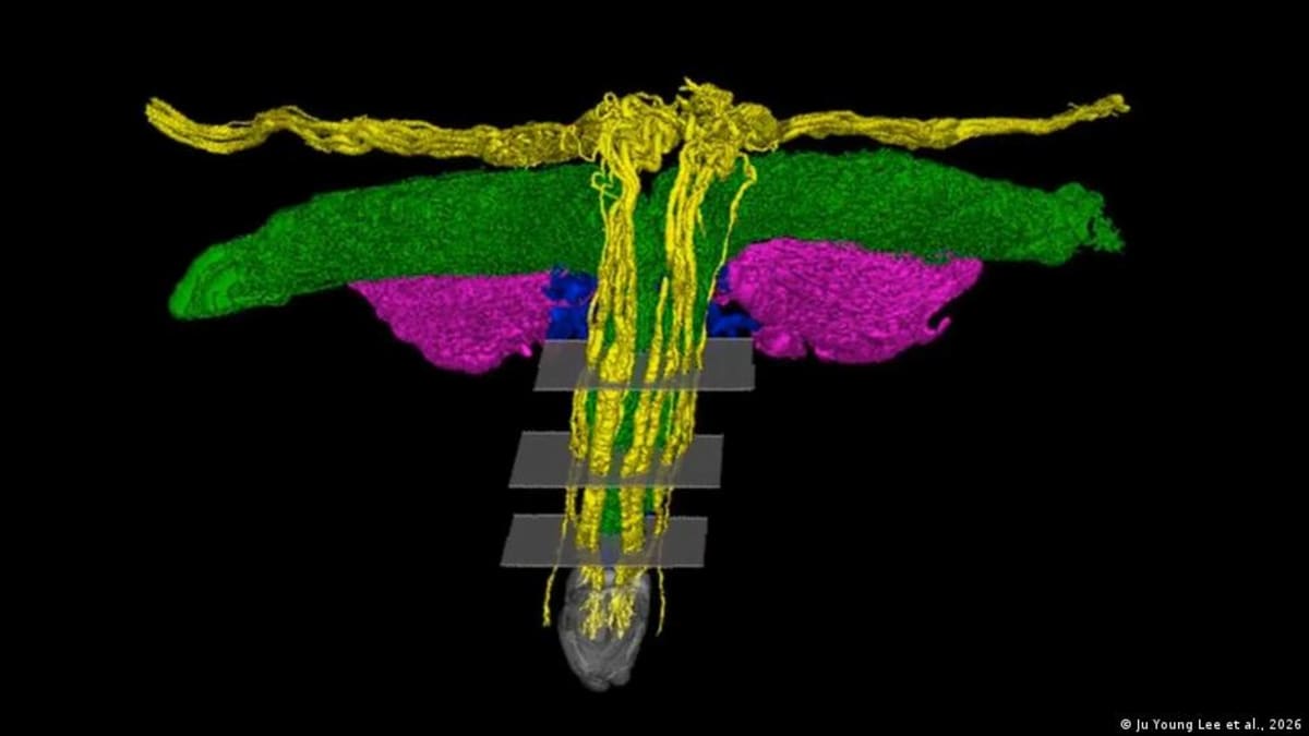 Scientists Map Clitoris Nerves in 3D for First Time