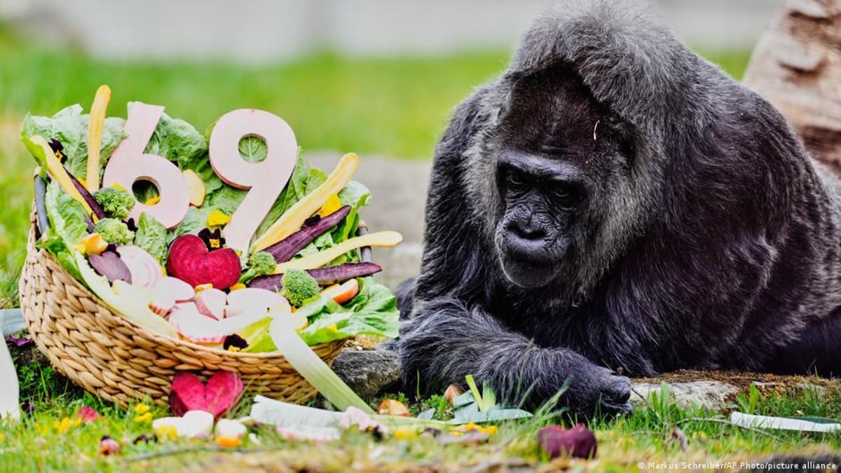 World's Oldest Gorilla Turns 69 at Berlin Zoo