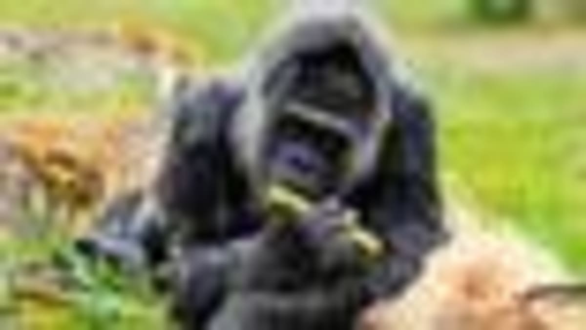 World's Oldest Gorilla Turns 69 at Berlin Zoo - Image 2