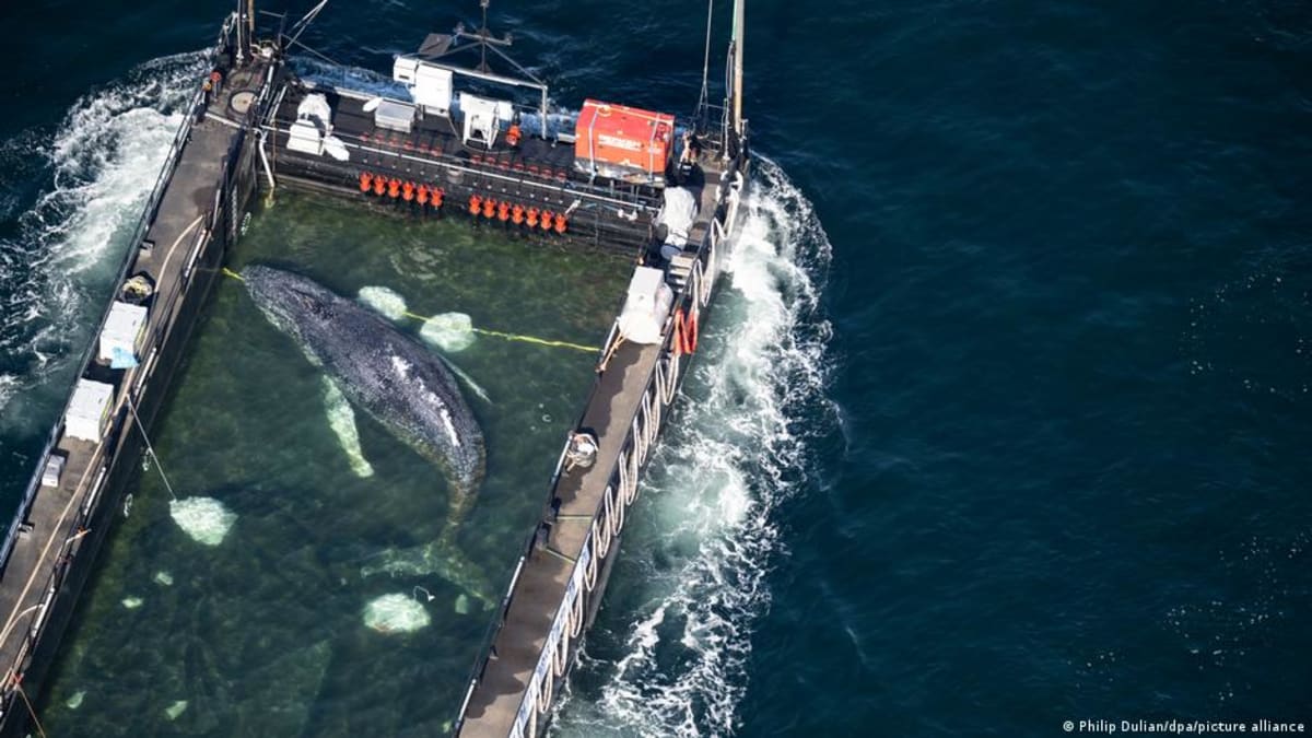 Stranded Whale 'Timmy' Reaches Denmark in Daring Rescue
