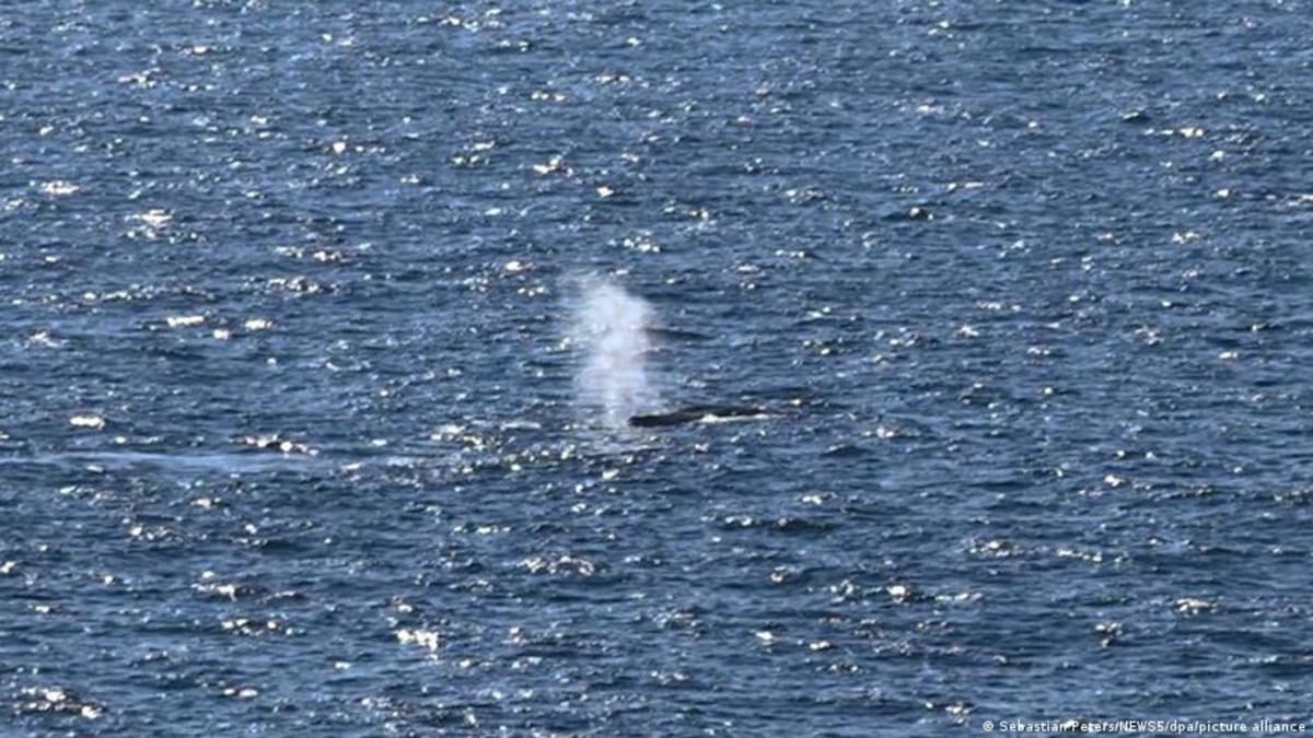 Humpback whale Timmy swimming in North Sea waters after release from rescue barge