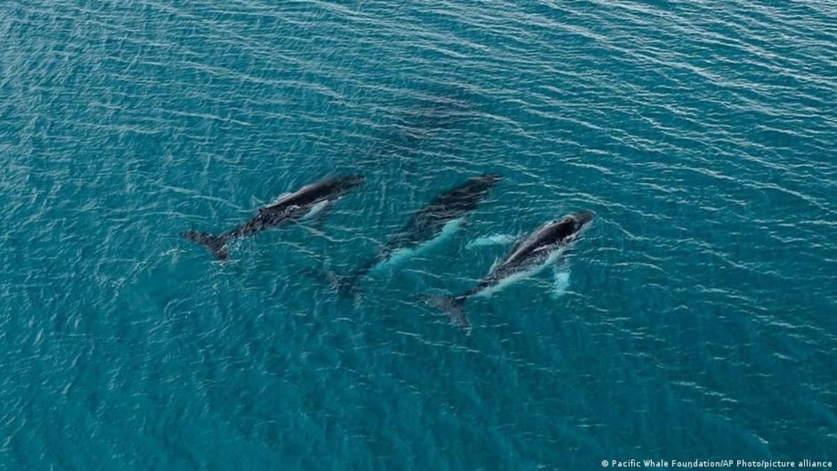 Humpback Whales Travel Record 15,000km Between Oceans