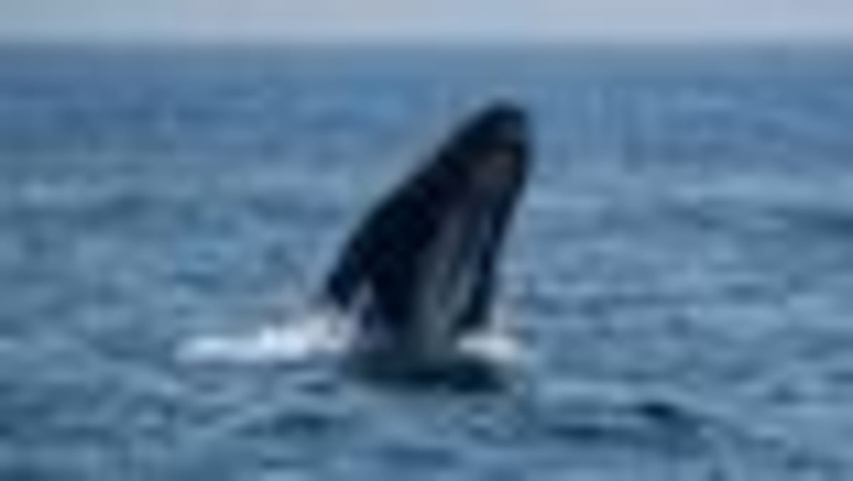 Humpback Whales Travel Record 15,000km Between Oceans - Image 2