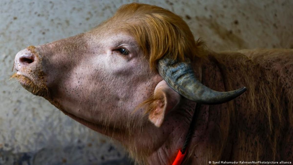 Bangladesh Saves Albino Buffalo Named for Its Golden Hair