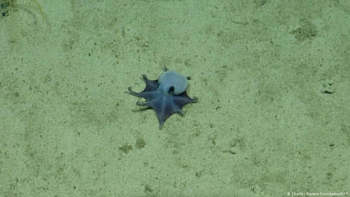 Tiny blue octopus Microeledone galapagensis discovered on deep ocean floor near Galapagos Islands