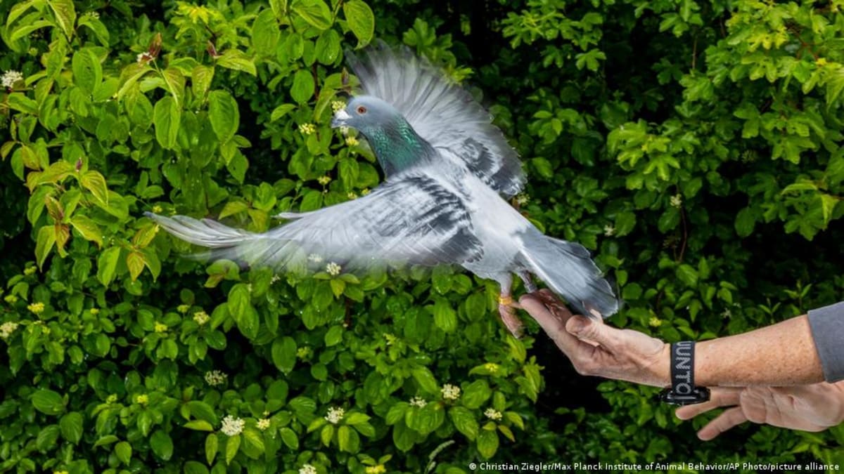 Scientists Unlock Secret of Pigeons' Magnetic Navigation