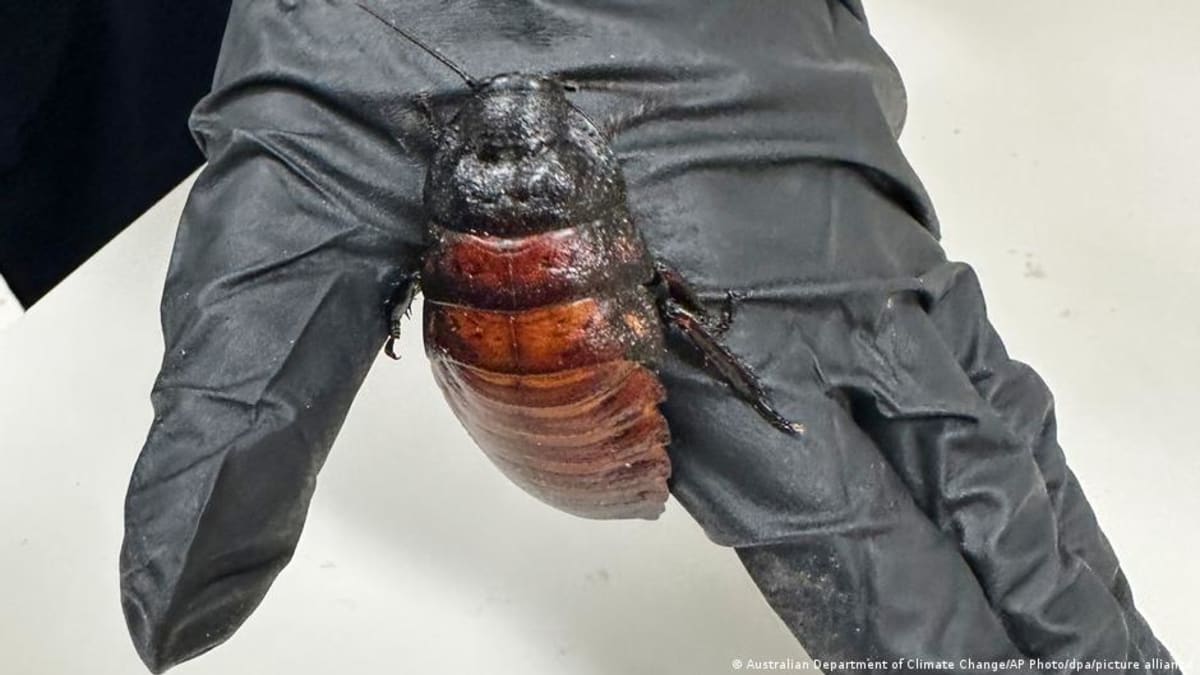 Australia Protects Wildlife with Record 100K Roach Bust