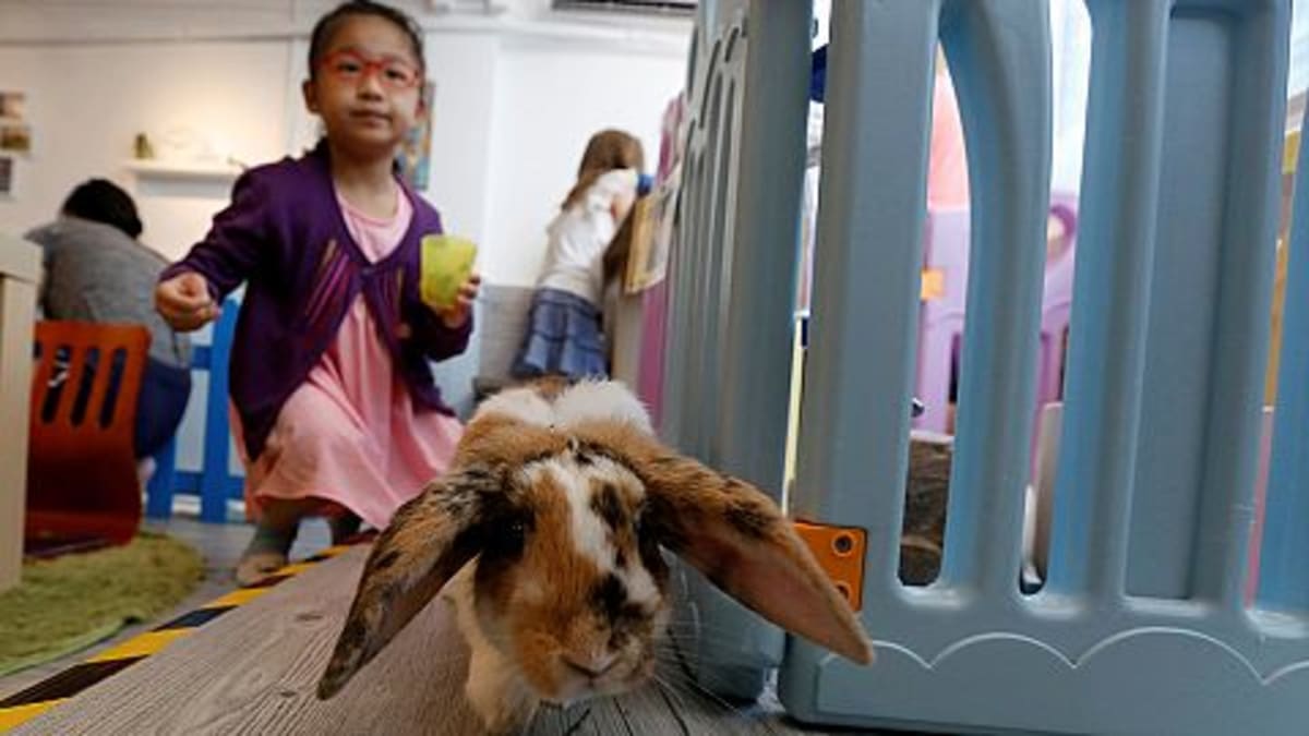 Spain Discovers Second Rabbit Species After 2 Million Years - Image 3