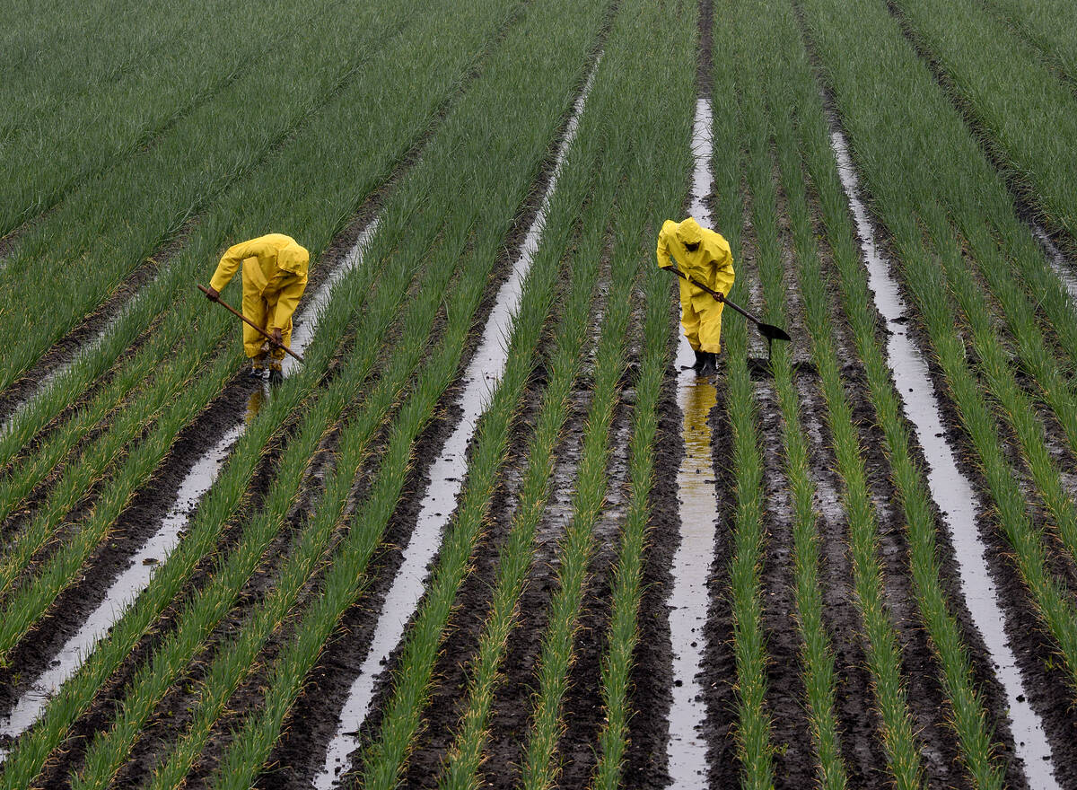 Workers in Holland Marsh agricultural field draining water trenches between rows of growing onions