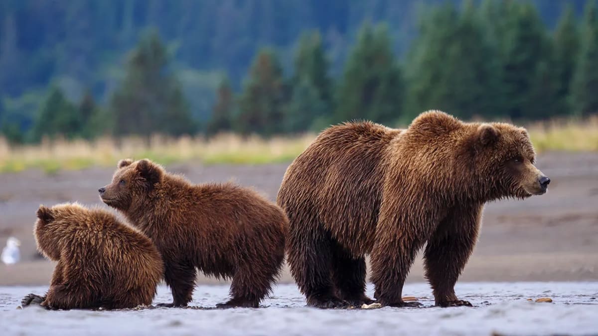Grizzly bear with cubs walking through Wyoming wilderness near Yellowstone National Park