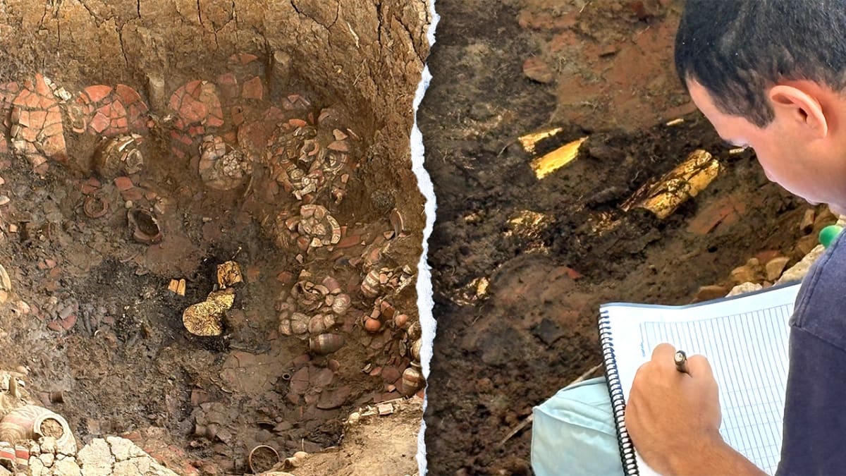 Gold chest plates and ornaments arranged from ancient Panamanian tomb excavation site