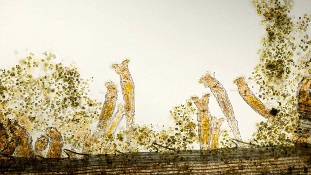 Microscopic view of a rotifer, a tiny multicellular freshwater organism with specialized structures