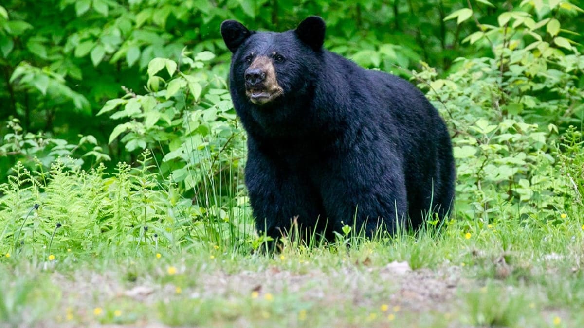 Bear Locks Itself in Tennessee Hotel Bathroom, Walks Out Fine