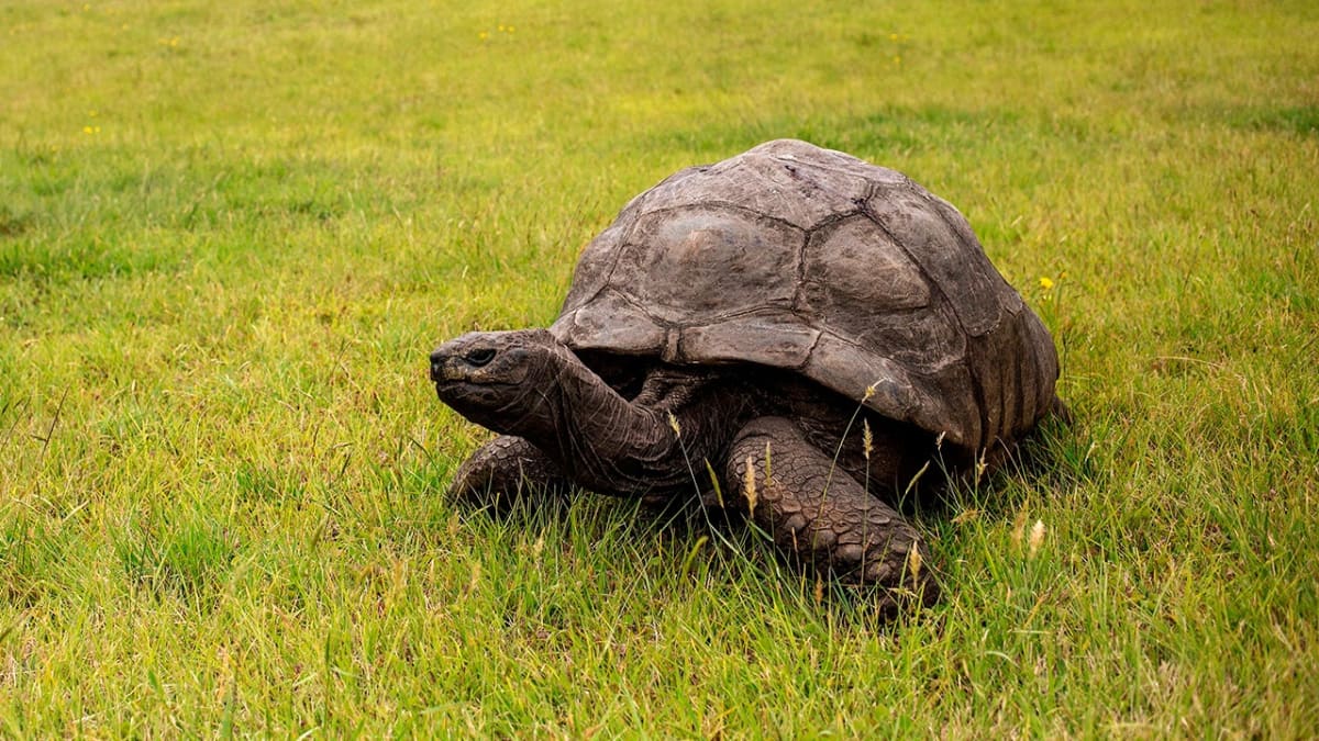Jonathan, a giant Seychelles tortoise, resting on grass at St. Helena island home