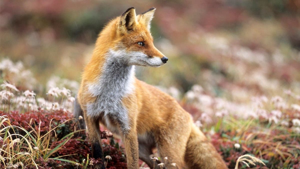 Red fox caught holding hot dogs after stealing them from backyard barbecue