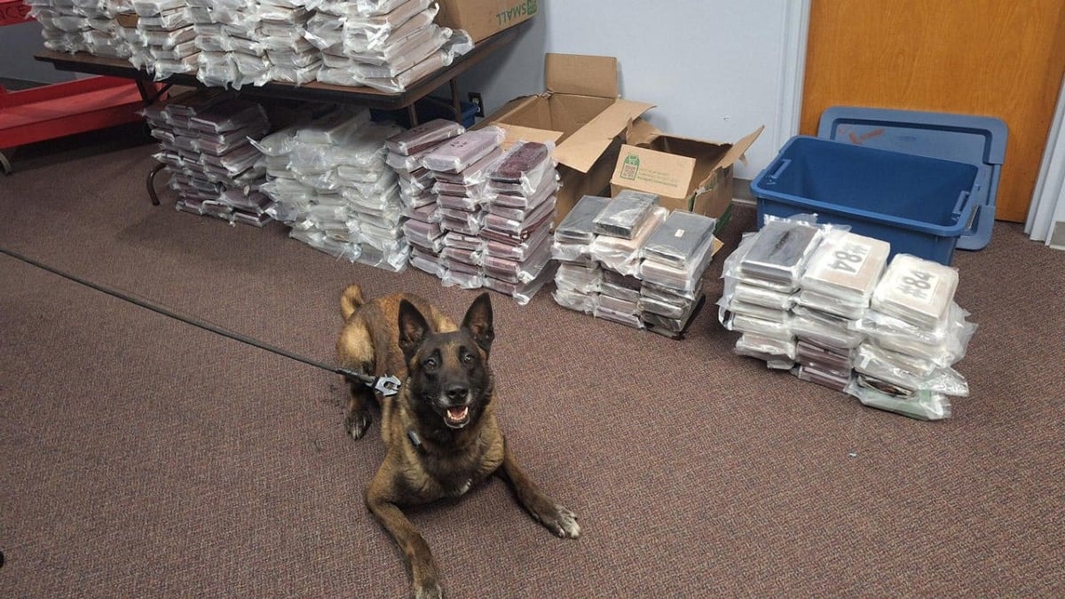 Nebraska State Patrol K9 Gable sitting alert next to packages of seized cocaine evidence