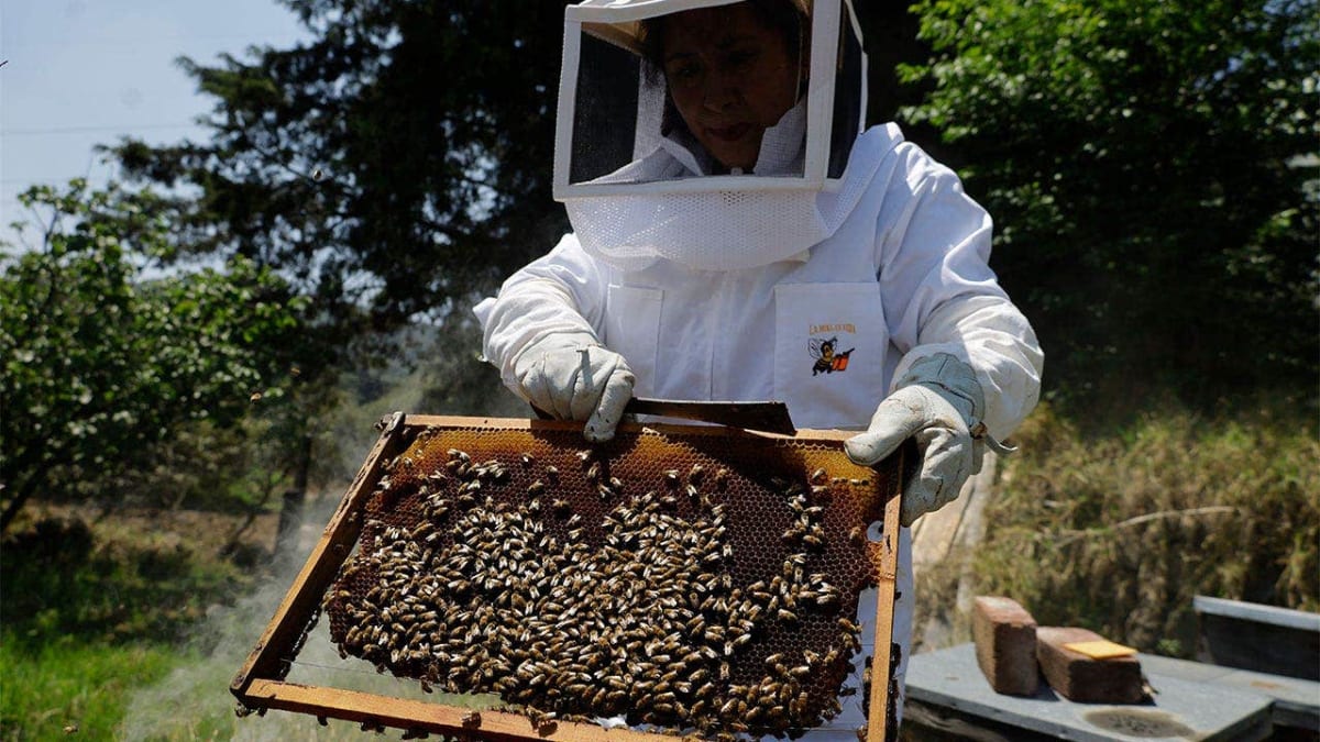 Florida's AI Beehives Cut Colony Collapse By 70 Percent