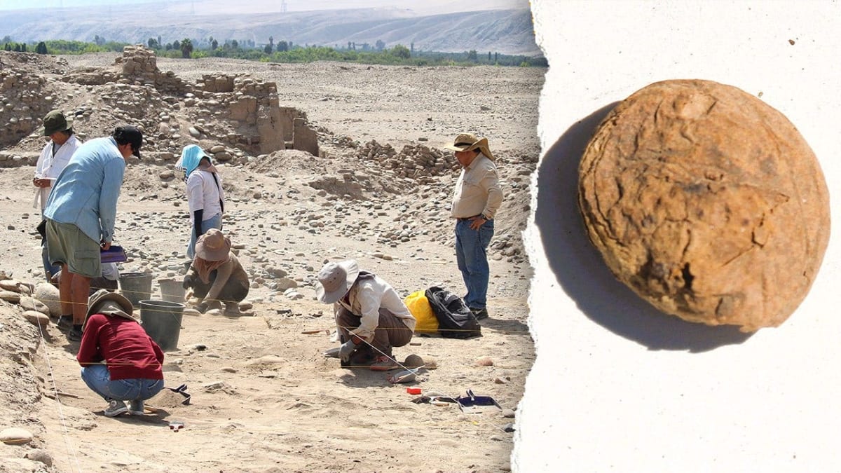 Two brownish wrinkled freeze-dried Inca potatoes preserved for five hundred years in Peru