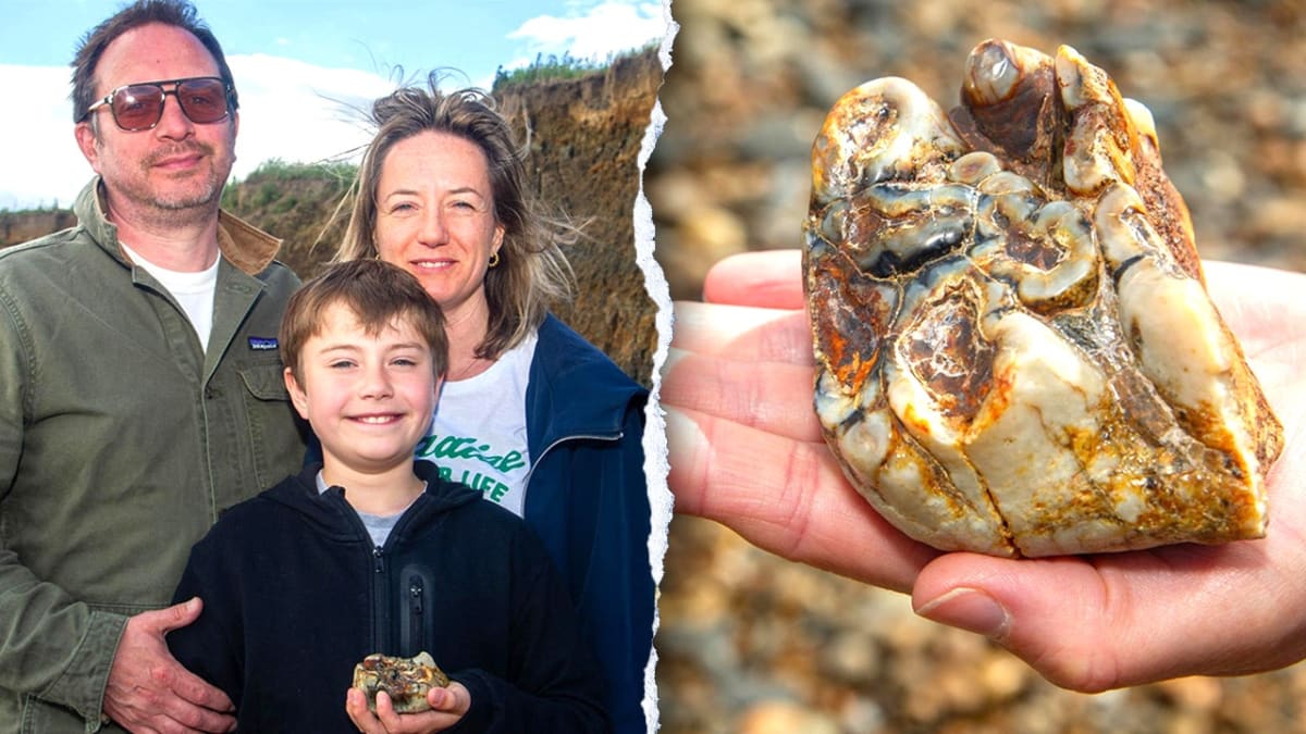 Fossilized elephant tooth with preserved mineralized enamel held in human hand for scale